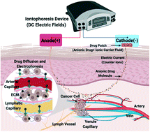 Graphical abstract: Modeling iontophoretic drug delivery in a microfluidic device