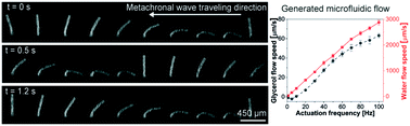 Graphical abstract: Metachronal actuation of microscopic magnetic artificial cilia generates strong microfluidic pumping