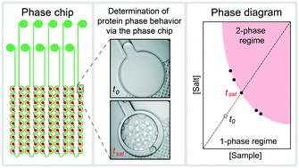 Graphical abstract: Microfluidic characterization of macromolecular liquid–liquid phase separation