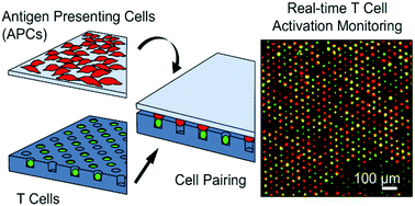 Graphical abstract: Time-resolved microwell cell-pairing array reveals multiple T cell activation profiles