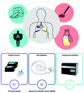 Graphical abstract: Rapid purification of lung cancer cells in pleural effusion through spiral microfluidic channels for diagnosis improvement