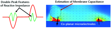 Graphical abstract: Double-peak signal features in microfluidic impedance flow cytometry enable sensitive measurement of cell membrane capacitance