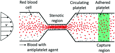 Graphical abstract: Microfluidic assay of antiplatelet agents for inhibition of shear-induced platelet adhesion and activation