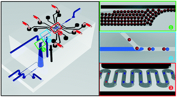 Graphical abstract: An ultra high-efficiency droplet microfluidics platform using automatically synchronized droplet pairing and merging