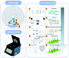 Graphical abstract: Rapid sample preparation for detection of antibiotic resistance on a microfluidic disc platform