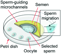 Graphical abstract: FertDish: microfluidic sperm selection-in-a-dish for intracytoplasmic sperm injection
