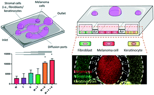 Graphical abstract: Microfluidic model with air-walls reveals fibroblasts and keratinocytes modulate melanoma cell phenotype, migration, and metabolism