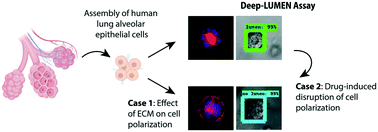 Graphical abstract: Deep-LUMEN assay – human lung epithelial spheroid classification from brightfield images using deep learning