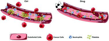 Graphical abstract: A microphysiological early metastatic niche on a chip reveals how heterotypic cell interactions and inhibition of integrin subunit β3 impact breast cancer cell extravasation