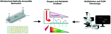 Graphical abstract: Intracellular label-free detection of mesenchymal stem cell metabolism within a perivascular niche-on-a-chip