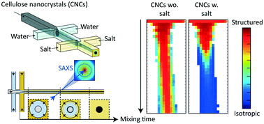 Graphical abstract: Shear-free mixing to achieve accurate temporospatial nanoscale kinetics through scanning-SAXS: ion-induced phase transition of dispersed cellulose nanocrystals