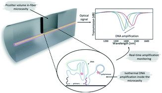 Graphical abstract: Real-time isothermal DNA amplification monitoring in picoliter volumes using an optical fiber sensor
