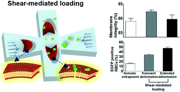 Graphical abstract: Efficient encapsulation of functional proteins into erythrocytes by controlled shear-mediated membrane deformation