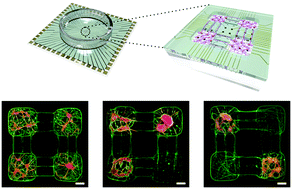 Graphical abstract: Collective dynamics of neuronal activities in various modular networks