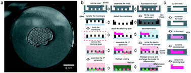 Graphical abstract: Patterning of interconnected human brain spheroids