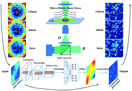 Graphical abstract: Sensing morphogenesis of bone cells under microfluidic shear stress by holographic microscopy and automatic aberration compensation with deep learning