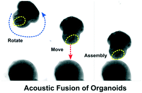 Graphical abstract: Controllable fusion of human brain organoids using acoustofluidics