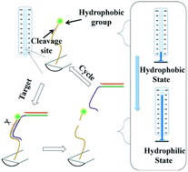 Graphical abstract: A distance-based capillary biosensor using wettability alteration