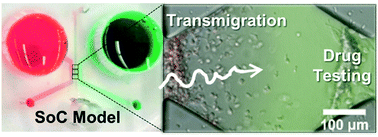 Graphical abstract: Investigations on T cell transmigration in a human skin-on-chip (SoC) model