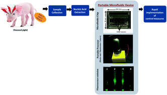 Graphical abstract: A portable, 3D printed, microfluidic device for multiplexed, real time, molecular detection of the porcine epidemic diarrhea virus, transmissible gastroenteritis virus, and porcine deltacoronavirus at the point of need