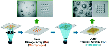 Graphical abstract: Programmable multilayer printing of a mechanically-tunable 3D hydrogel co-culture system for high-throughput investigation of complex cellular behavior