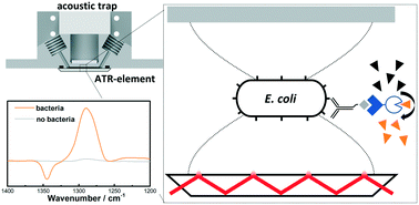 Graphical abstract: A thermoelectrically stabilized aluminium acoustic trap combined with attenuated total reflection infrared spectroscopy for detection of Escherichia coli in water