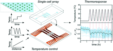 Graphical abstract: A microscopy-compatible temperature regulation system for single-cell phenotype analysis – demonstrated by thermoresponse mapping of microalgae