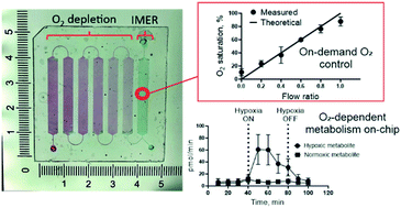 Graphical abstract: The material-enabled oxygen control in thiol-ene microfluidic channels and its feasibility for subcellular drug metabolism assays under hypoxia in vitro