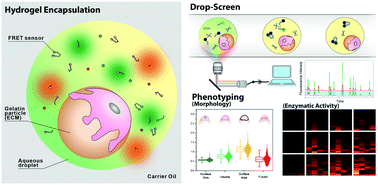 Graphical abstract: High-throughput functional profiling of single adherent cells via hydrogel drop-screen