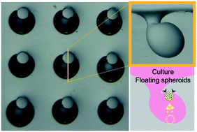 Graphical abstract: Novel microwell with a roof capable of buoyant spheroid culture