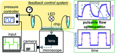 Graphical abstract: Optimizing pressure-driven pulsatile flows in microfluidic devices