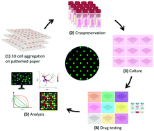 Graphical abstract: Cryopreservable arrays of paper-based 3D tumor models for high throughput drug screening