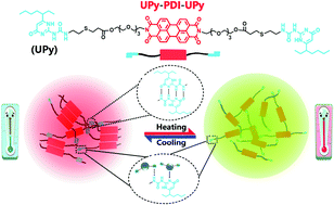 Graphical abstract: Perylene diimide-based supramolecular polymer with temperature-sensitive ratiometric fluorescence responsiveness in solution and gels