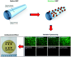 Graphical abstract: Differential antimicrobial and cellular response of electrolytically metalized halloysite nanotubes having different amounts of surface metallization