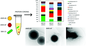 Graphical abstract: Pore structure and particle shape modulates the protein corona of mesoporous silica particles