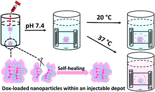 Graphical abstract: Fucose-modified thermoresponsive poly(2-hydroxypropyl methacrylate) nanoparticles for controlled doxorubicin release from an injectable depot