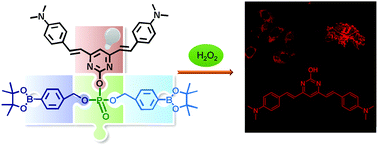 Graphical abstract: One-pot synthesis of a hydrogen peroxide-selective fluorogenic probe and its application in Parkinson's disease in vitro and vivo models