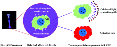 Graphical abstract: Cold atmospheric plasma cancer treatment, direct versus indirect approaches