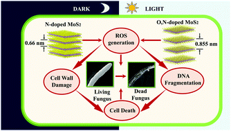 Graphical abstract: Oxygen, nitrogen co-doped molybdenum disulphide nanoflowers for an excellent antifungal activity