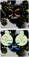 Graphical abstract: ZnO nanostructures: a heterogeneous catalyst for the synthesis of benzoxanthene and pyranopyrazole scaffolds via a multi-component reaction strategy