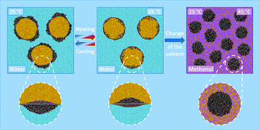 Graphical abstract: Microgel organocatalysts: modulation of reaction rates at liquid–liquid interfaces