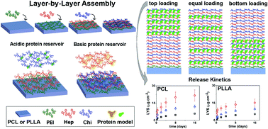 Graphical abstract: Tuning protein delivery from different architectures of layer-by-layer assemblies on polymer films