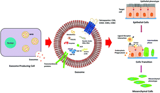 Graphical abstract: Nanoparticle mediated alteration of EMT dynamics: an approach to modulate cancer therapeutics