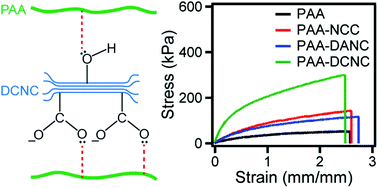 Graphical abstract: Improvement of the strength of poly(acrylic acid) hydrogels by the incorporation of functionally modified nanocrystalline Cellulose