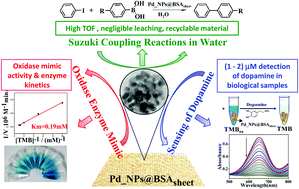 Graphical abstract: Protein–inorganic nano hybrid sheets of Pd embedded BSA as a robust catalyst in water for oxidase mimic activity and C–C coupling reactions, and as a sustainable material for micromolar sensing of dopamine
