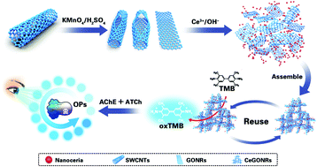 Graphical abstract: A colorimetric sensing platform based on self-assembled 3D porous CeGONR nanozymes for label-free visual detection of organophosphate pesticides