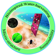 Graphical abstract: Bioinspired materials for water-harvesting: focusing on microstructure designs and the improvement of sustainability