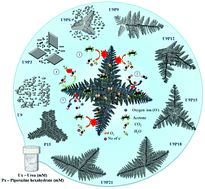 Graphical abstract: Precisely tailored LaFeO3 dendrites using urea and piperazine hexahydrate for the highly selective and sensitive detection of trace level acetone