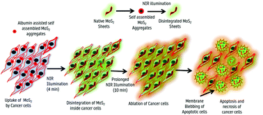 Graphical abstract: Self-assembled albumin decorated MoS2 aggregates and photo-stimuli induced geometrical switching for enhanced theranostics applications