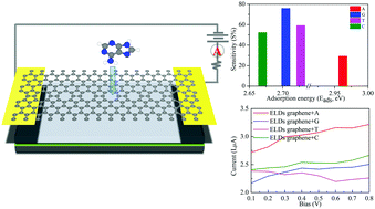 Graphical abstract: Extended topological line defects in graphene for individual identification of DNA nucleobases